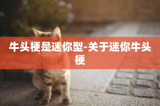 牛頭梗是迷你型-關于迷你牛頭梗