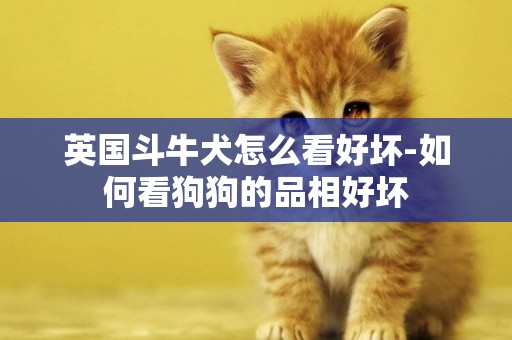 英國斗牛犬怎么看好壞-如何看狗狗的品相好壞