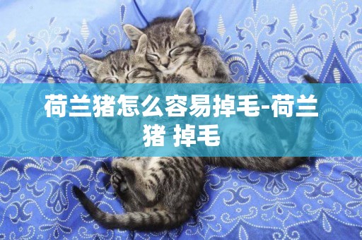 荷蘭豬怎么容易掉毛-荷蘭豬?掉毛