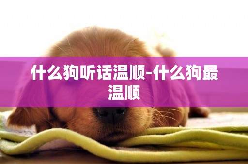 什么狗聽話溫順-什么狗最溫順