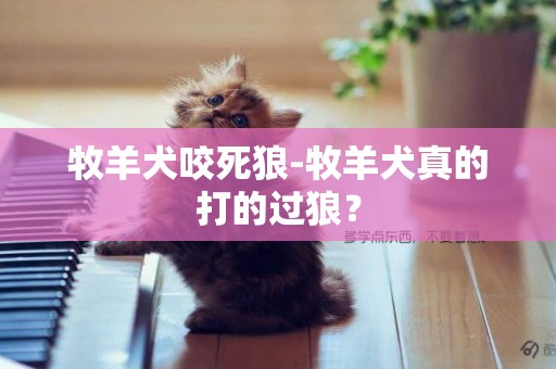 牧羊犬咬死狼-牧羊犬真的打的過狼？