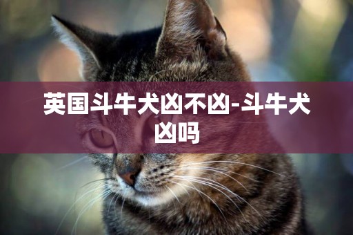 英國斗牛犬兇不兇-斗牛犬兇嗎