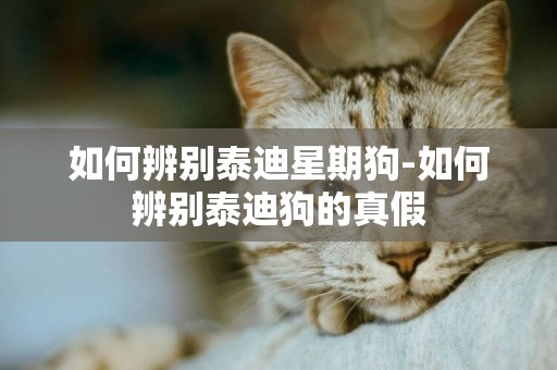 如何辨別泰迪星期狗-如何辨別泰迪狗的真假