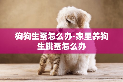 狗狗生蚤怎么辦-家里養狗生跳蚤怎么辦