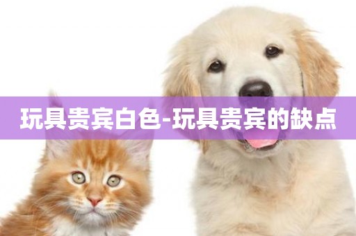 玩具貴賓白色-玩具貴賓的缺點