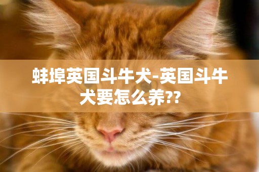 蚌埠英國斗牛犬-英國斗牛犬要怎么養??