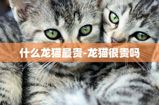 什么龍貓最貴-龍貓很貴嗎