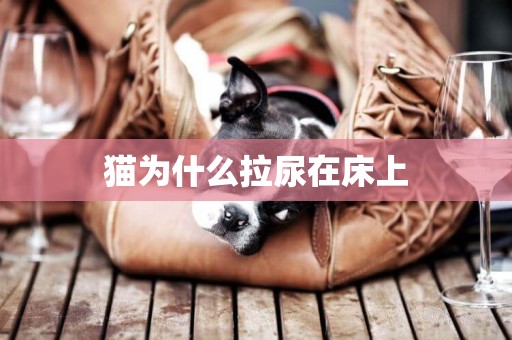 貓為什么拉尿在床上