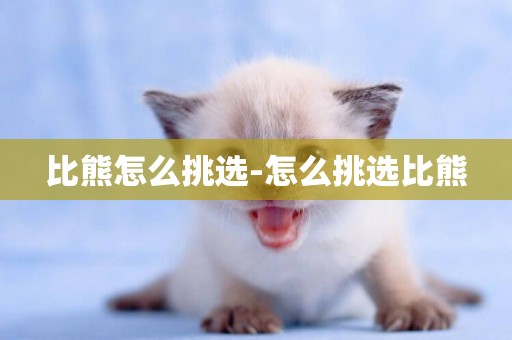 比熊怎么挑選-怎么挑選比熊