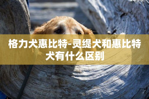 格力犬惠比特-靈緹犬和惠比特犬有什么區別