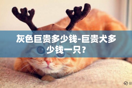 灰色巨貴多少錢-巨貴犬多少錢一只？