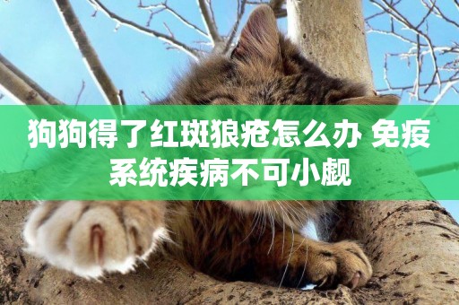 狗狗得了紅斑狼瘡怎么辦 免疫系統疾病不可小覷