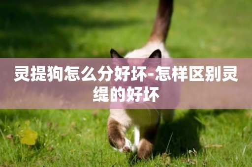 靈提狗怎么分好壞-怎樣區別靈緹的好壞