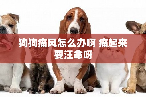 狗狗痛風怎么辦啊 痛起來要汪命呀