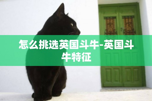 怎么挑選英國斗牛-英國斗牛特征