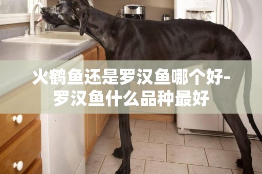 火鶴魚還是羅漢魚哪個好-羅漢魚什么品種最好
