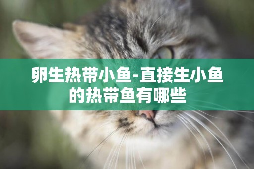 卵生熱帶小魚-直接生小魚的熱帶魚有哪些
