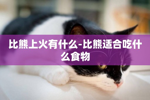 比熊上火有什么-比熊適合吃什么食物