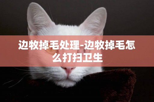 邊牧掉毛處理-邊牧掉毛怎么打掃衛生