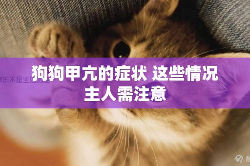 狗狗甲亢的癥狀 這些情況主人需注意