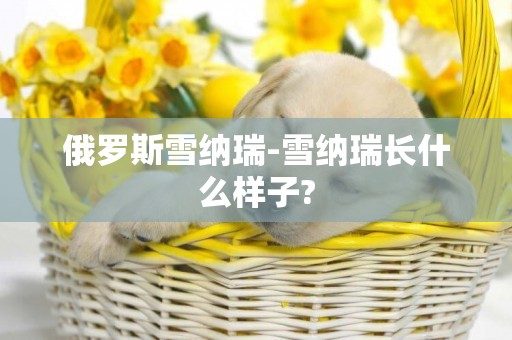 俄羅斯雪納瑞-雪納瑞長什么樣子?