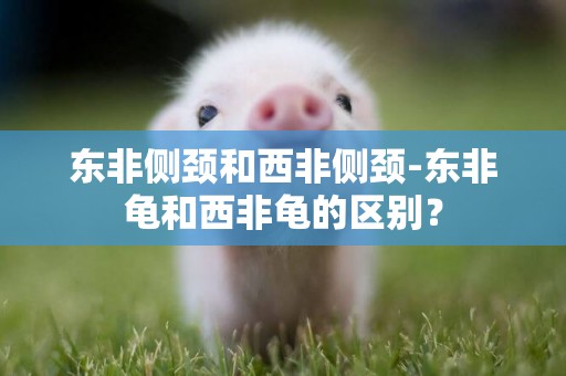 東非側頸和西非側頸-東非龜和西非龜的區別？