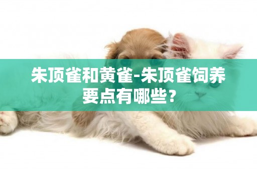 朱頂雀和黃雀-朱頂雀飼養要點有哪些？