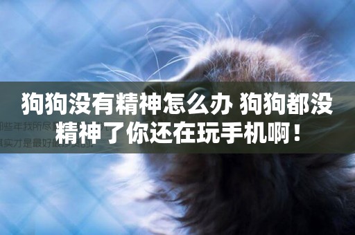 狗狗沒有精神怎么辦 狗狗都沒精神了你還在玩手機啊！