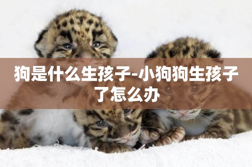 狗是什么生孩子-小狗狗生孩子了怎么辦