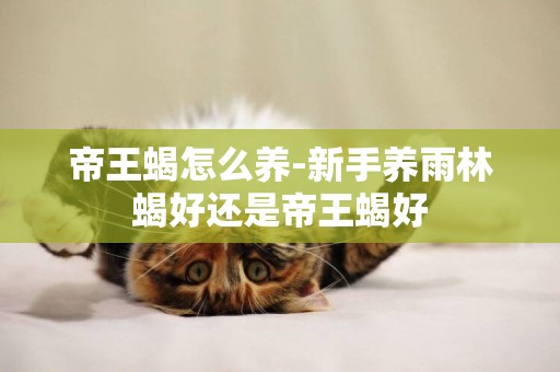帝王蝎怎么養-新手養雨林蝎好還是帝王蝎好