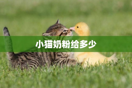 小貓奶粉給多少