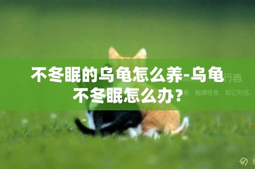 不冬眠的烏龜怎么養-烏龜不冬眠怎么辦？