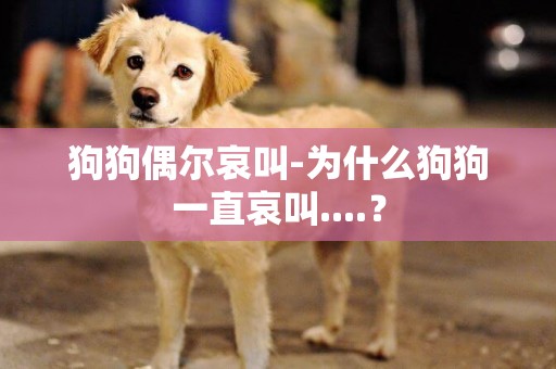 狗狗偶爾哀叫-為什么狗狗一直哀叫....？