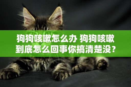 狗狗咳嗽怎么辦 狗狗咳嗽到底怎么回事你搞清楚沒？