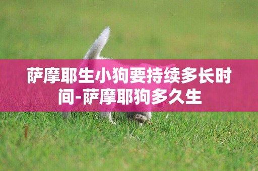 薩摩耶生小狗要持續多長時間-薩摩耶狗多久生