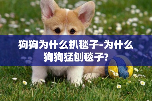 狗狗為什么扒毯子-為什么狗狗猛刨毯子?