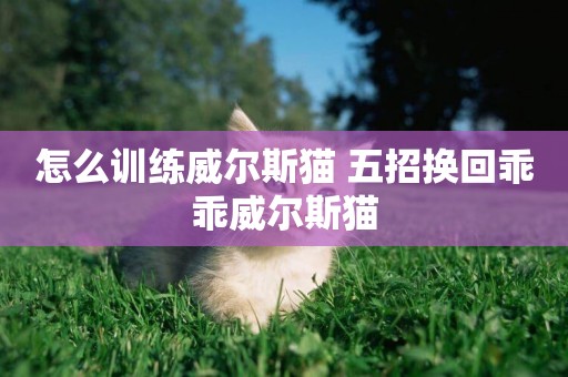 怎么訓練威爾斯貓 五招換回乖乖威爾斯貓