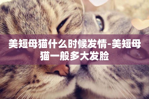 美短母貓什么時候發情-美短母貓一般多大發臉
