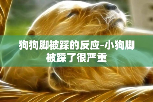 狗狗腳被踩的反應-小狗腳被踩了很嚴重