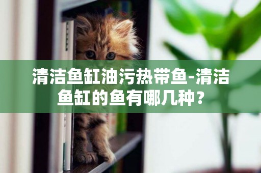 清潔魚缸油污熱帶魚-清潔魚缸的魚有哪幾種？