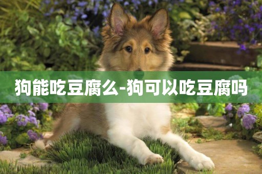狗能吃豆腐么-狗可以吃豆腐嗎