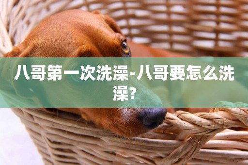 八哥第一次洗澡-八哥要怎么洗澡?