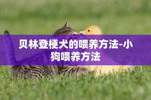 貝林登梗犬的喂養方法-小狗喂養方法