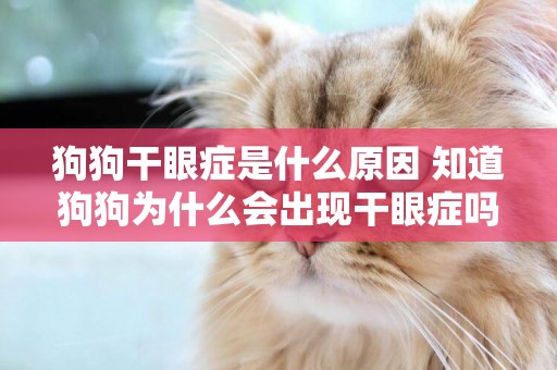 狗狗干眼癥是什么原因 知道狗狗為什么會出現干眼癥嗎？