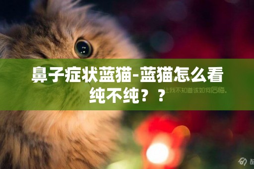 鼻子癥狀藍貓-藍貓怎么看純不純？？