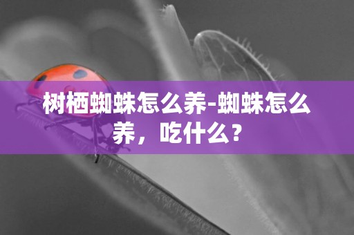 樹棲蜘蛛怎么養-蜘蛛怎么養，吃什么？
