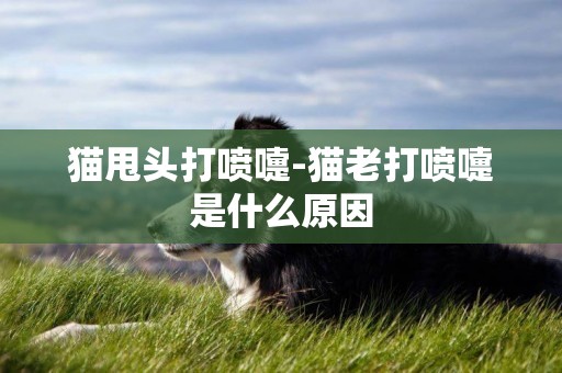 貓甩頭打噴嚏-貓老打噴嚏是什么原因