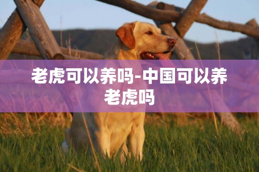 老虎可以養嗎-中國可以養老虎嗎
