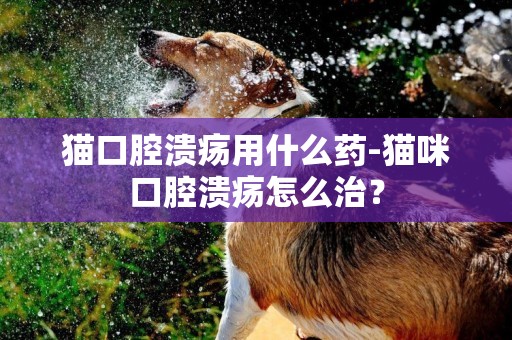 貓口腔潰瘍用什么藥-貓咪口腔潰瘍怎么治？