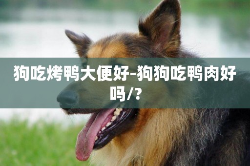 狗吃烤鴨大便好-狗狗吃鴨肉好嗎/?